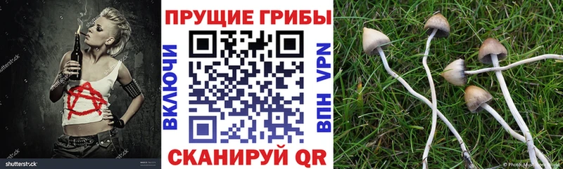 KRAKEN ссылка Лагань Псилоцибиновые грибы GOLDEN TEACHER